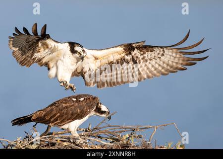Faucon Osprey ou faucon de poisson (Pandion haliaetvus) en vol amenant des poissons au nid avec des poussins, Californie du Nord, Amérique du Nord Banque D'Images