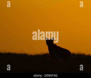 Bobcat (Lynx rufus) chasse au gopher, point Reyes National Seashore, Californie du Nord, Amérique du Nord Banque D'Images