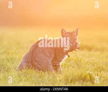 Bobcat (Lynx rufus) chasse au gopher, point Reyes National Seashore, Californie du Nord, Amérique du Nord Banque D'Images