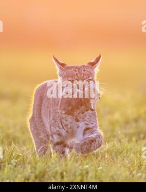 Bobcat (Lynx rufus) chasse au gopher, point Reyes National Seashore, Californie du Nord, Amérique du Nord Banque D'Images