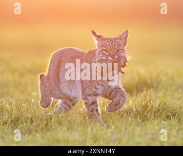 Bobcat (Lynx rufus) chasse au gopher, point Reyes National Seashore, Californie du Nord, Amérique du Nord Banque D'Images