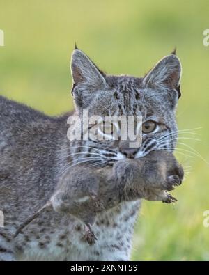 Bobcat (Lynx rufus) chasse au gopher, point Reyes National Seashore, Californie du Nord, Amérique du Nord Banque D'Images