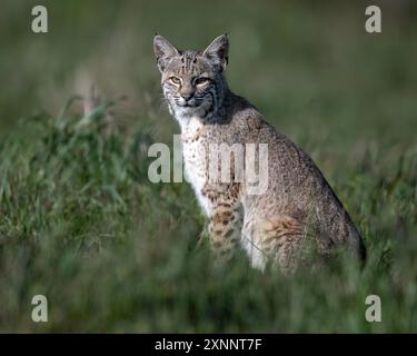 Bobcat (Lynx rufus) chasse au gopher, point Reyes National Seashore, Californie du Nord, Amérique du Nord Banque D'Images