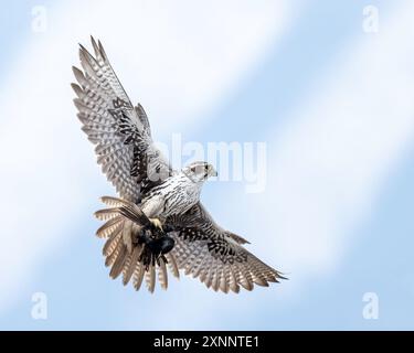 Faucon des Prairies (Falco mexicanus) en vol alors qu'il chasse, Utah, ouest de l'Amérique du Nord Banque D'Images