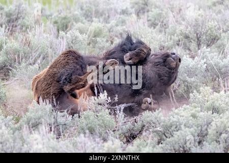 Bison femelle (bison bison) roulant dans la terre pour nettoyer le manteau d'hiver au printemps, Lamar Valley, Yellowstone, National Park, Wyoming, Amérique du Nord Banque D'Images