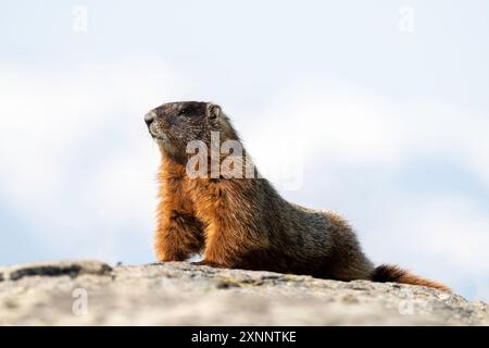 Marmotte à ventre jaune (Marmota flaviventris) bronzant au printemps, Yellowstone, parc national, Wyoming, Amérique du Nord Banque D'Images