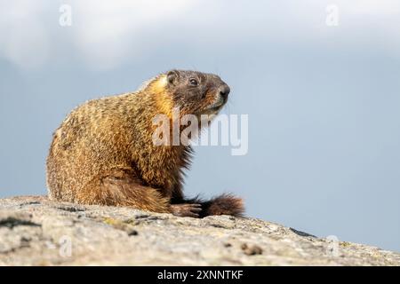 Marmotte à ventre jaune (Marmota flaviventris) bronzant au printemps, Yellowstone, parc national, Wyoming, Amérique du Nord Banque D'Images