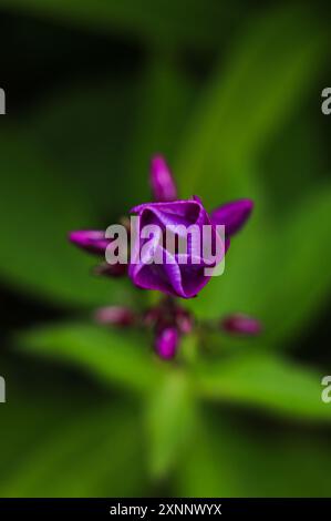 Fleurs de Phlox paniculata gros plan sur fond vert. Fleurs lumineuses d'été Banque D'Images