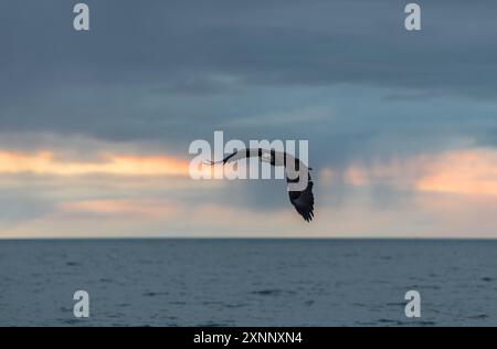 Aigle à tête blanche (Hiliaeetus leucocephalus), Homère Alaska Banque D'Images