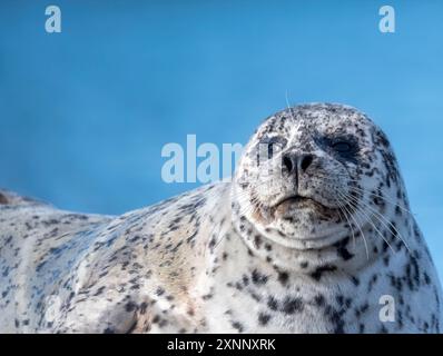 Le phoque commun (Phoca vitulina, également connu sous le nom de phoque commun, est un véritable phoque trouvé le long des côtes marines tempérées et arctiques de l'hémisphère Nord Banque D'Images