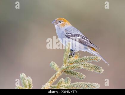 Femelle Grosbeak de pin (Pinicola enucleator), trouvée dans les bois de conifères de l'Alaska, des montagnes occidentales des États-Unis, du Canada et de la Sibérie Banque D'Images