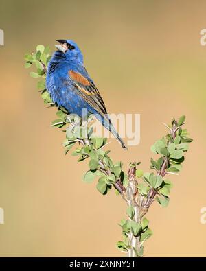 Le gros bec bleu (Passerina caerulea) est un passereau nord-américain de taille moyenne de la famille des Cardinalidae. Banque D'Images