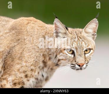 Le lynx rouge (Lynx rufus), également connu sous le nom de lynx rouge, est l'une des quatre espèces existantes du genre Lynx, un chat sauvage de taille moyenne Banque D'Images