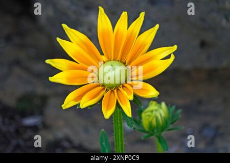 Détail d'une Susan aux yeux noirs, Rudbeckia hirta, aussi appelée 'Irish Eyes', Bend, Oregon. Banque D'Images