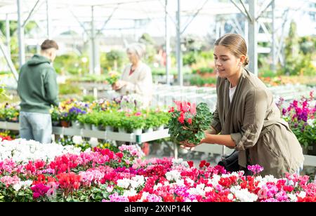 Client féminin choisissant cyclamen en pot dans le magasin de jardin de récipient Banque D'Images
