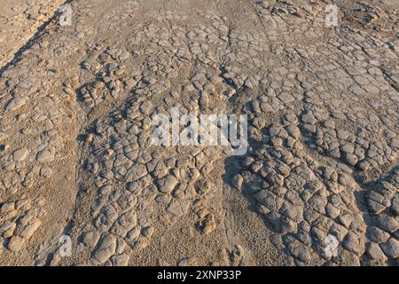 Texture de boue séchée. Vagues de boue séchée du site des volcans de boue à Berca, Buzau, Roumanie. Banque D'Images