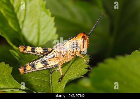 Grasshopper géant, Valanga irregularis. Aussi connu sous le nom de Giant Valanga ou Hedge Grasshopper. Nymphe brune stade. Coffs Harbour, NSW, Australie Banque D'Images