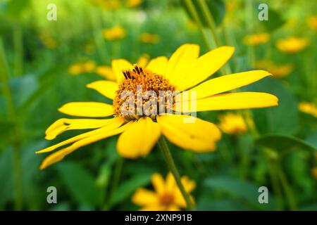 Faux tournesol (Heliopsis helianthoides). Prairie Wildflower Garden, Oak Park, Illinois. Banque D'Images