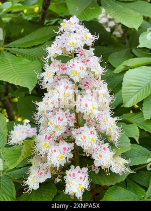 Blooming Horse Chestnut Tree au printemps Banque D'Images