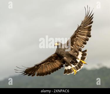 Black Hawk-Eagle ou Tyrant Hawk-Eagle (Spizaetus tyrannous), Costa Rica Banque D'Images