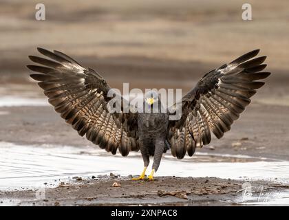 Black Hawk-Eagle ou Tyrant Hawk-Eagle (Spizaetus tyrannous), Costa Rica Banque D'Images