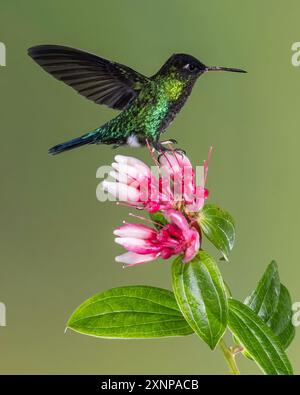 Colibri à gorge ardente (Panterpe insiginis), Costa Rica Banque D'Images