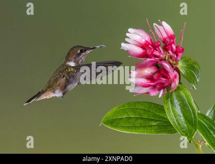 Le colibri du volcan (Selasphorus flammula) est une espèce de colibri de la tribu Mellisugini de la sous-famille Trochilinae, les 'colibri abeilles' Banque D'Images