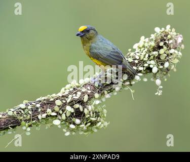 Euphonia luteicapilla (Euphonia luteicapilla) est une espèce d'oiseau de la famille des Fringillidae. On le trouve au Costa Rica, au Nicaragua et au Panama Banque D'Images
