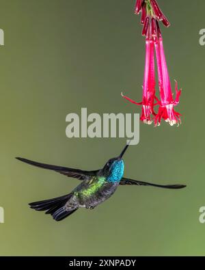 Le colibri Talamanca ou admirable colibri (Eugenes spectabilis) est une espèce de colibri dans les 'joyaux de montagne' Banque D'Images