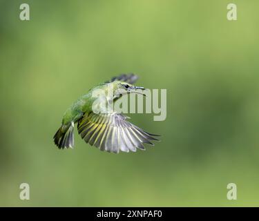 Le chryphane vert (Chlorophanes spiza). Trouvé dans le Nouveau monde tropical du sud du Mexique au Brésil, Banque D'Images