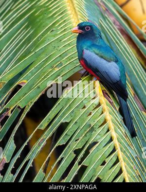 Le trogon à queue plate (Trogon massena) est un oiseau proche des passereaux de la famille des Trogonidae, qu'on trouve au Mexique, en Amérique centrale, en Colombie et en Équateur Banque D'Images