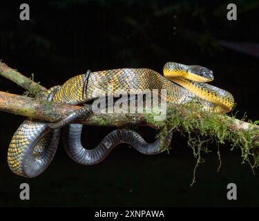 Les serpents oiseaux néotropicaux ou serpents mangeurs d'oiseaux (Phrynonax poecilonotus) sont des serpents non venimeux qui sont actifs pendant la journée Banque D'Images