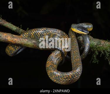 Les serpents oiseaux néotropicaux ou serpents mangeurs d'oiseaux (Phrynonax poecilonotus) sont des serpents non venimeux qui sont actifs pendant la journée Banque D'Images