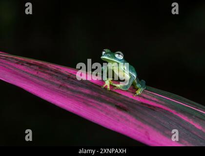 Grenouille de verre émeraude (Espadarana prosoblepon), trouvée en Équateur, Colombie, Panama, Costa Rica, Nicaragua et Honduras Banque D'Images