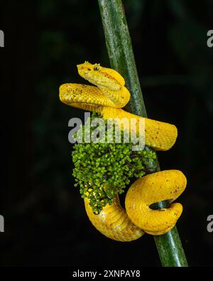 Vipère de trou de cils (Bothriechis schlegelii) jaune morphe, Costa Rica, communément appelé vipère de trou de cils ou vipère de trou de cils, Banque D'Images