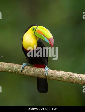 Le toucan à bec de quille (Ramphastos sulfuratus), également connu sous le nom de toucan à bouts de soufre, toucan à quille ou toucan à bec arc-en-ciel Banque D'Images