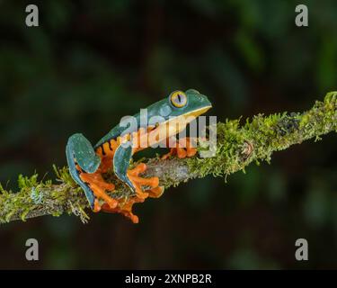 Splendide grenouille à feuilles ou splendide grenouille arborée (Cruziohyla calcarifer), est une espèce de grenouille arboricole de la sous-famille Phyllomedusinae, au Costa Rica Banque D'Images