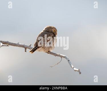 Chouette pygmée du Nord (Glaucidium californium), Utah pendant l'hiver, Amérique du Nord Banque D'Images