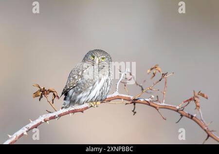 Chouette pygmée du Nord (Glaucidium californium), Utah pendant l'hiver, Amérique du Nord Banque D'Images