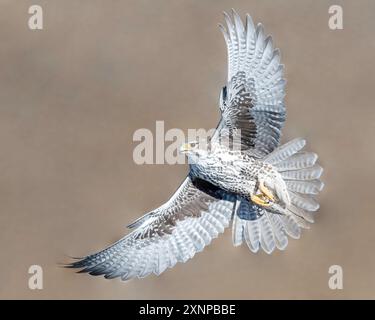 Faucon des Prairies (Falco mexicanus) en vol alors qu'il chasse, Utah, ouest de l'Amérique du Nord Banque D'Images