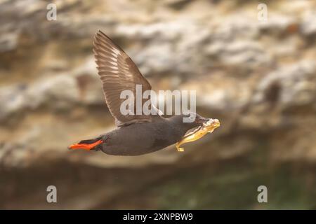 Pigeon Gullemont (Cepphus columba) volant du Pacifique avec des poissons pour jeunes poussins, Santa Cruz, Californie Banque D'Images