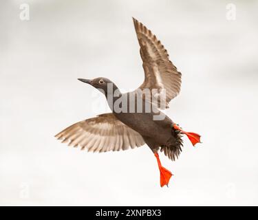 Pigeon Gullemont (Cepphus columba) volant du Pacifique, Santa Cruz, Californie Banque D'Images