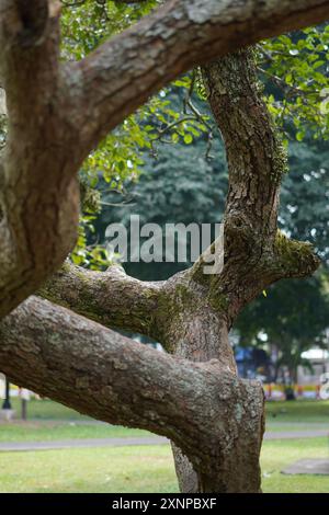 Voir les feuilles des arbres des troncs d'arbres qui se courbent en cercles Banque D'Images