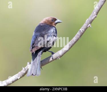 Cowbird à tête brune (Molothrus ater) perché lors d'une escale à Galveston, Texas, lors de la migration printanière Banque D'Images