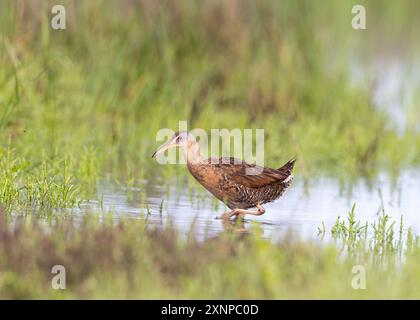 Clapper Rail (Rallus crepitans), Galveston Texas, États-Unis Banque D'Images