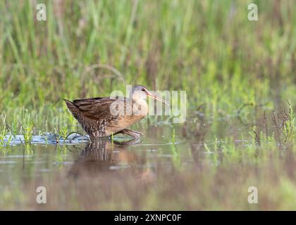 Clapper Rail (Rallus crepitans), Galveston Texas, États-Unis Banque D'Images