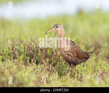 Clapper Rail (Rallus crepitans), Galveston Texas, États-Unis Banque D'Images