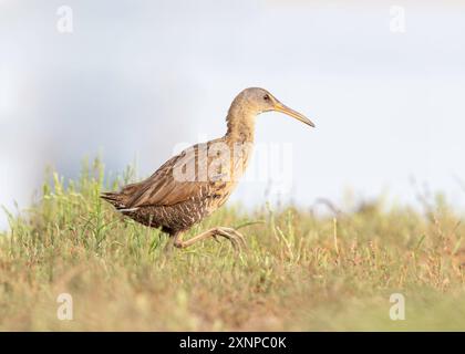 Clapper Rail (Rallus crepitans), Galveston Texas, États-Unis Banque D'Images