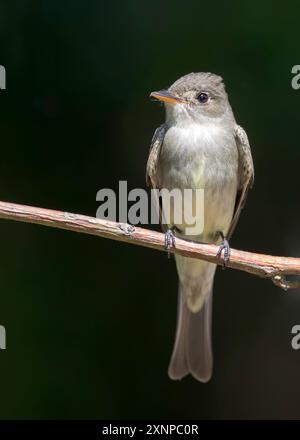 Pewee des bois de l'est (Contopus virens) perché lors d'une escale à Galveston, Texas, lors de la migration printanière Banque D'Images