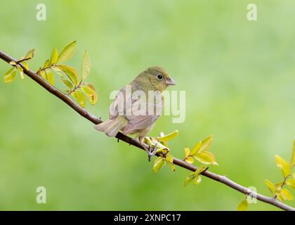 Banderole peinte femelle (Passerina ciris) perchée lors d'une escale à Galveston, Texas, lors de la migration printanière Banque D'Images